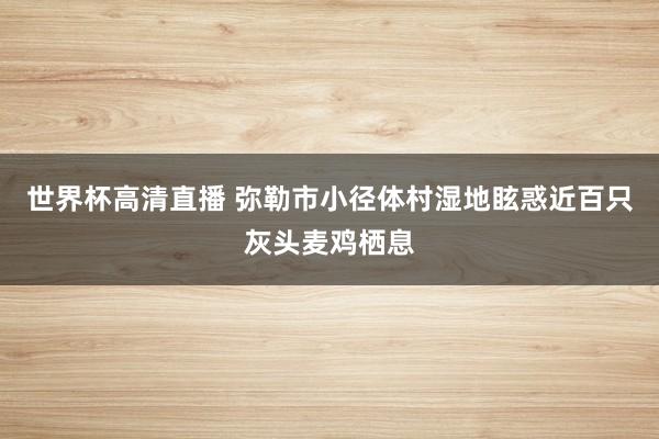 世界杯高清直播 弥勒市小径体村湿地眩惑近百只灰头麦鸡栖息