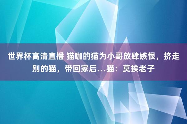 世界杯高清直播 猫咖的猫为小哥放肆嫉恨,挤走别的猫,带回家后…猫:莫挨老子