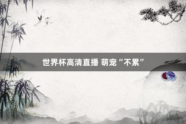 世界杯高清直播 萌宠“不累”