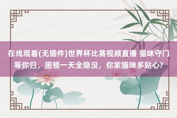 在线观看(无插件)世界杯比赛视频直播 猫咪守门等你归,困顿一天全隐没,你家猫咪多贴心?