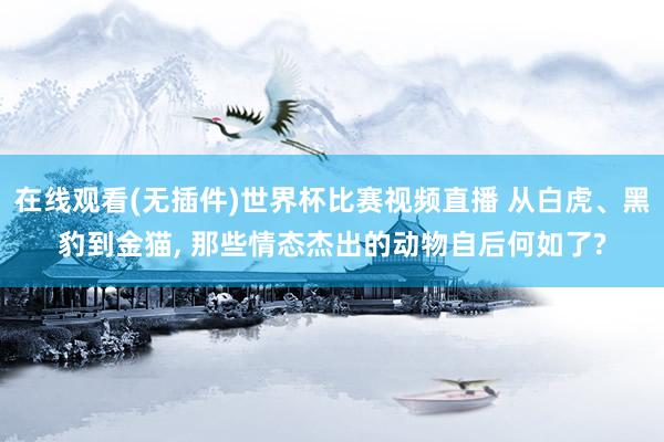 在线观看(无插件)世界杯比赛视频直播 从白虎、黑豹到金猫, 那些情态杰出的动物自后何如了?